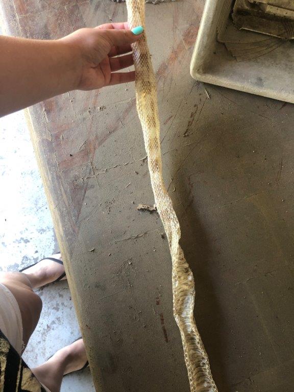 Fort Lauderdale snake skin